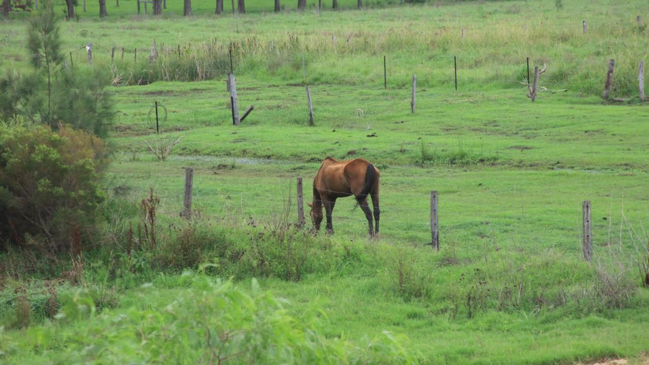 安达韦恩之家 - 住宿加早餐旅馆 格拉夫顿 外观 照片